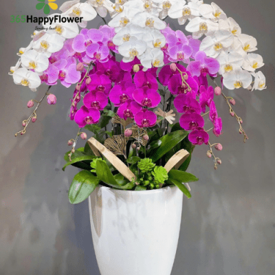 Lan hồ điệp - HĐ01