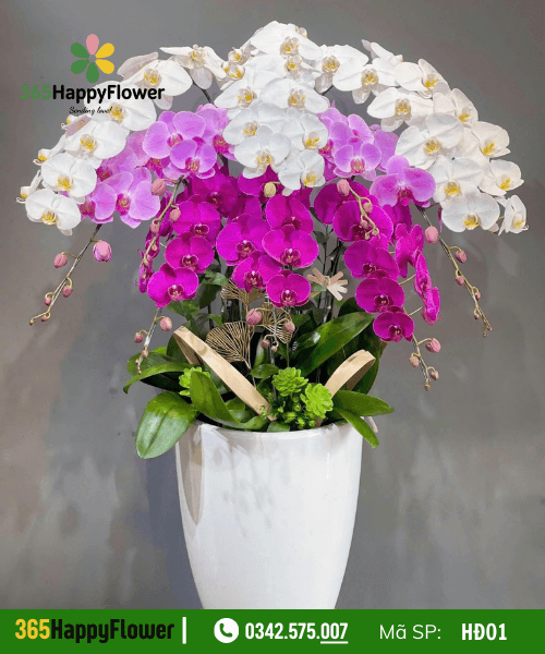 Hoa Lan Hồ Điệp - HĐ01