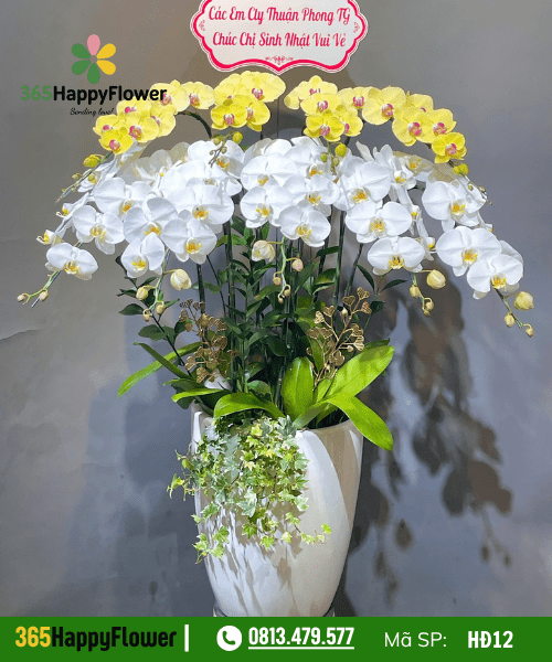 Lan hồ điệp - HĐ12