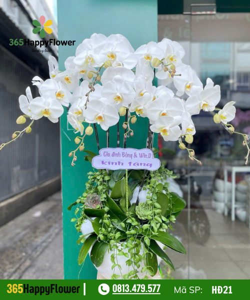 Lan hồ điệp - HĐ21