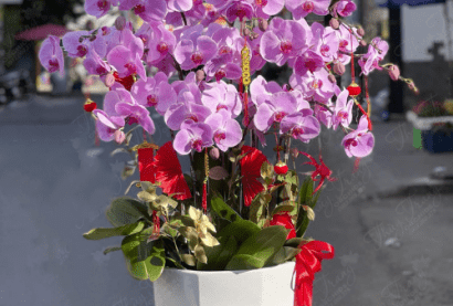 Lan hồ điệp - HĐ28