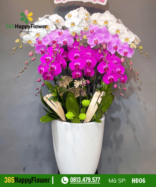 Lan hồ điệp - HĐ06