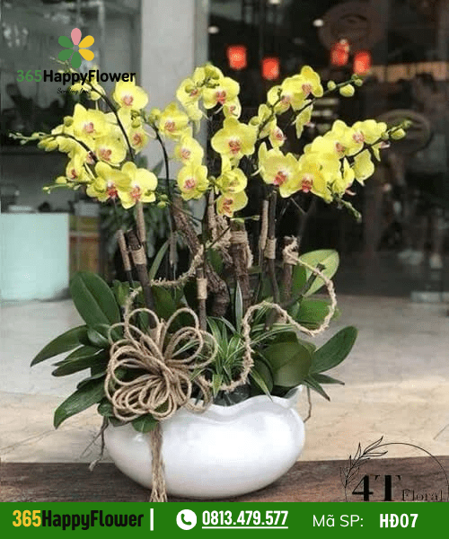 Lan hồ điệp - HĐ07