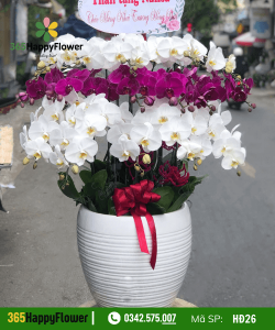 Hoa Lan Hồ Điệp